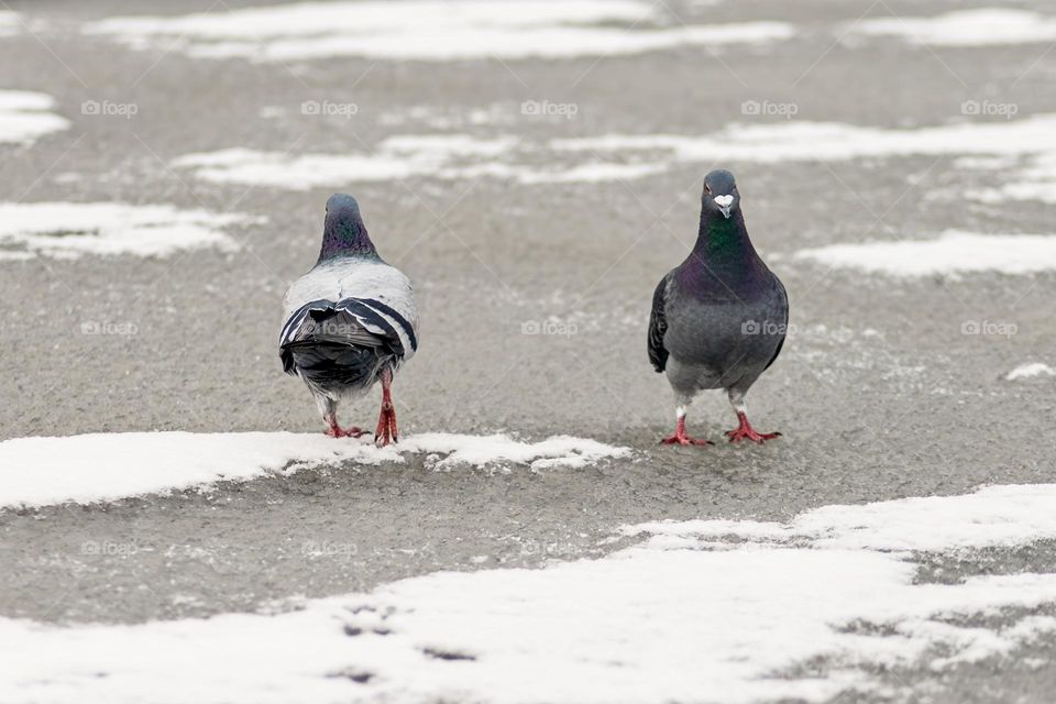 Pigeons on ice! 