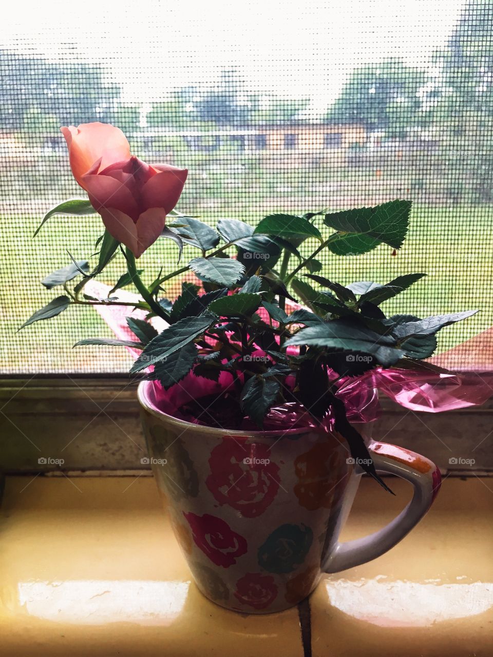 Spring blooms in the windowsill 