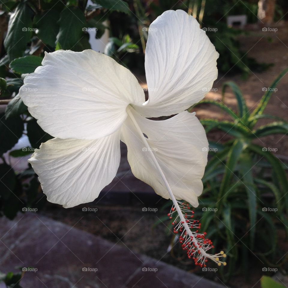 Hibiscus. Hibiscus in the greenhouse in Trädgårdsföreningen in Gothenburg. 