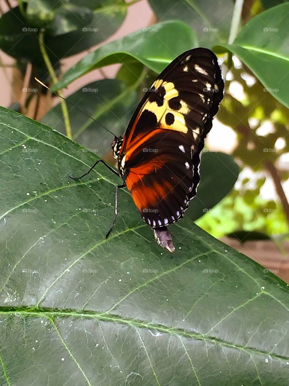 Exotic butterfly. Beautiful exotic butterfly sitting on leaf