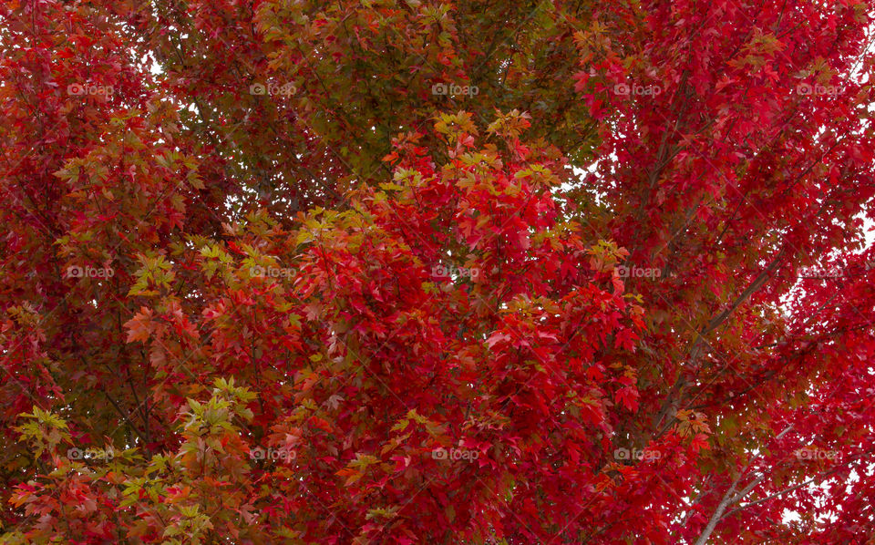 Red maple tree