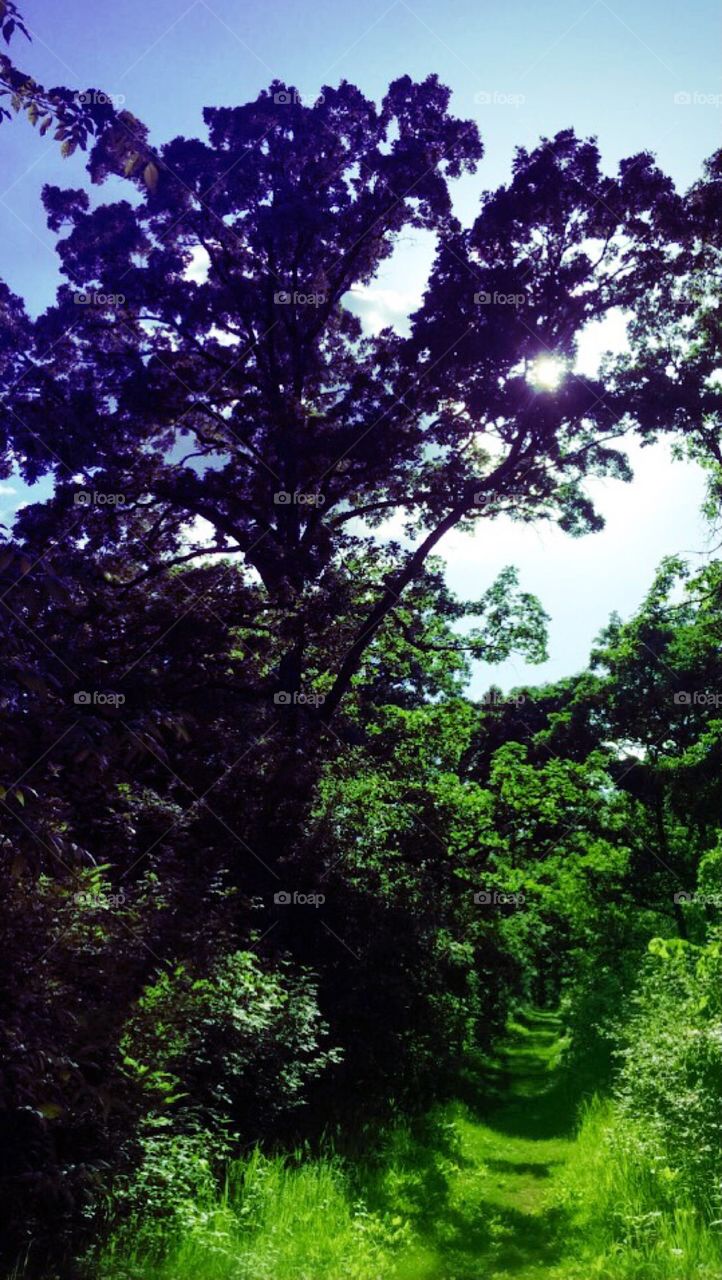 One of my favorite paths ❤️