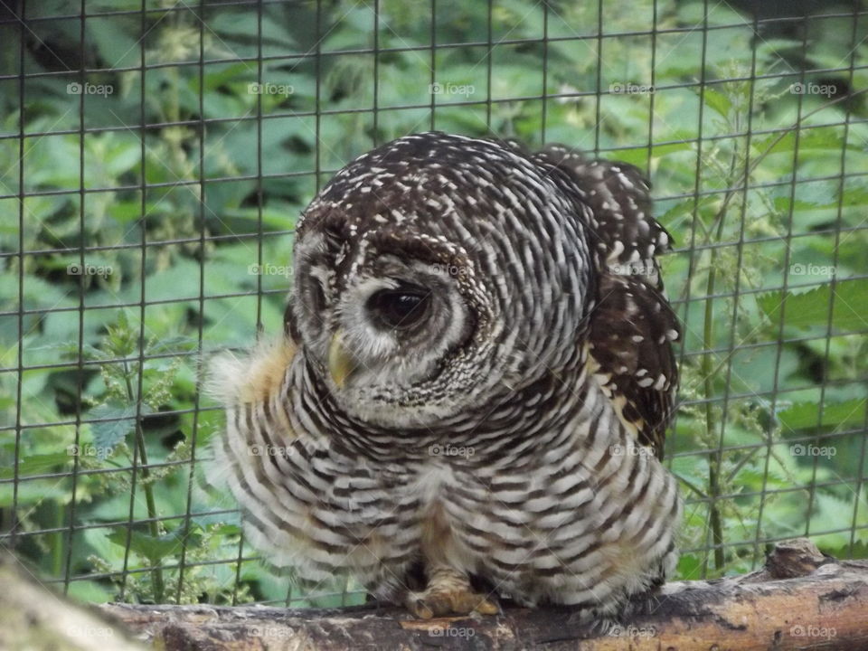 Owl In An Enclosure