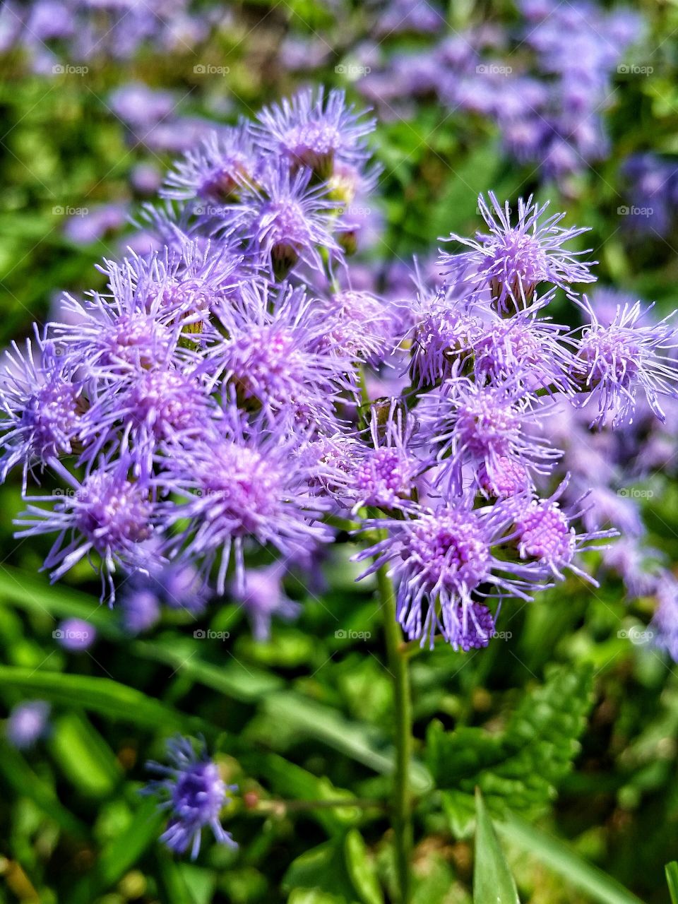 Tiny purple flowers.