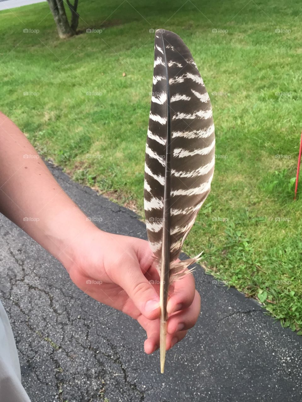 Feather in the driveway 