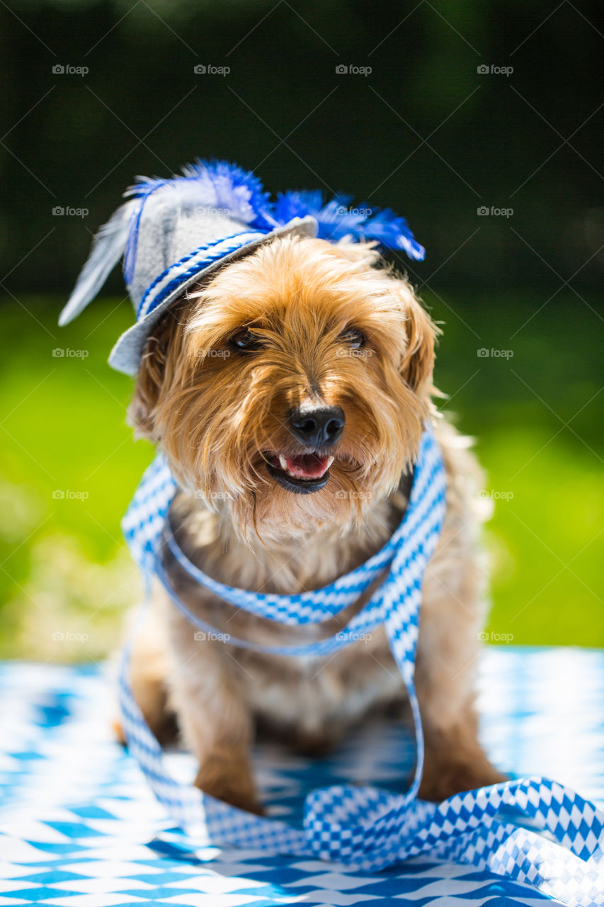 Dog with hat, Oktoberfest, Trachtenhut, munich