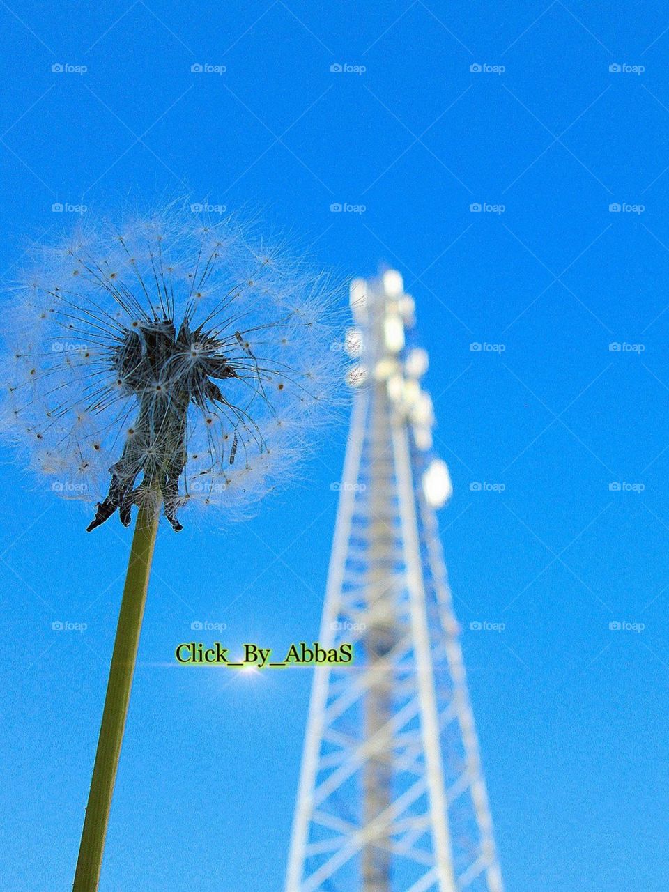 Blue sky With rare Flower 