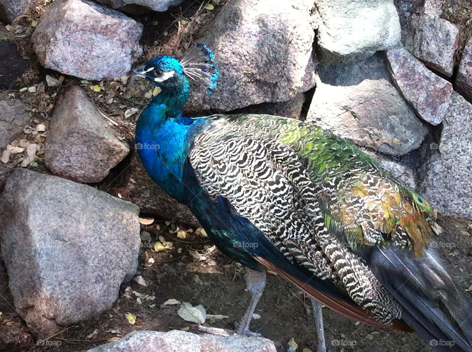 blue colourful animal bird by bventresca