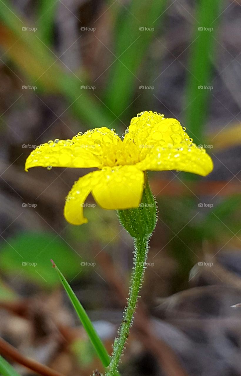 tiny yellow flower