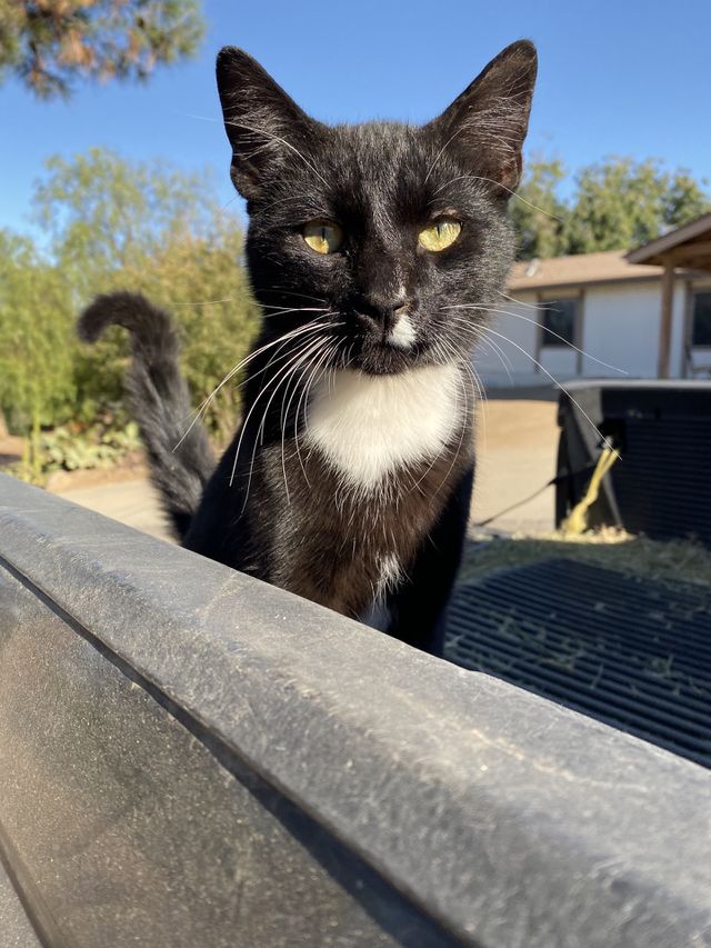 Meow 