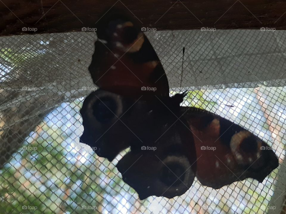 swallowtail butterfly on veranda