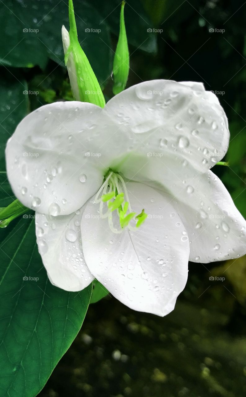 A very beautiful white Kaanchan flower having rain drops on it  . It blossoms every season .The plant is a shrub having maximum height of 2 metres .