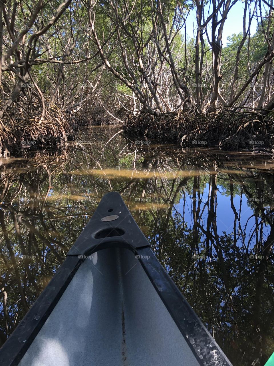 Mangrove Kayaking Adventure