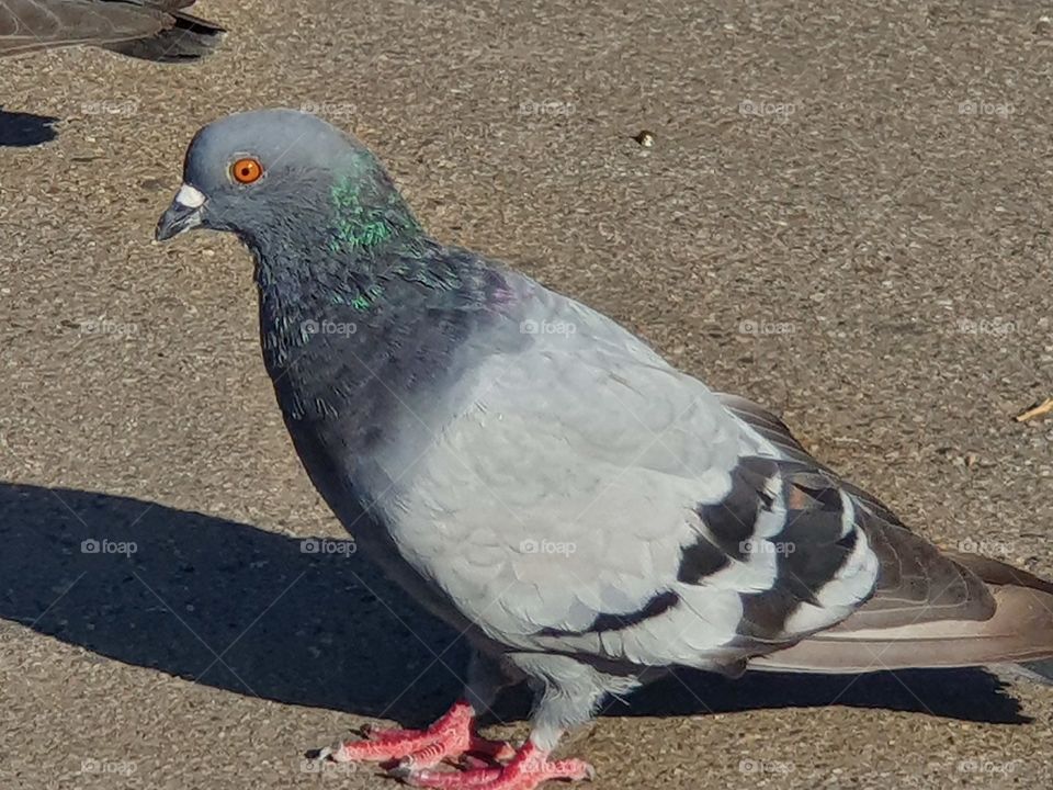 pigeon portrait closeup