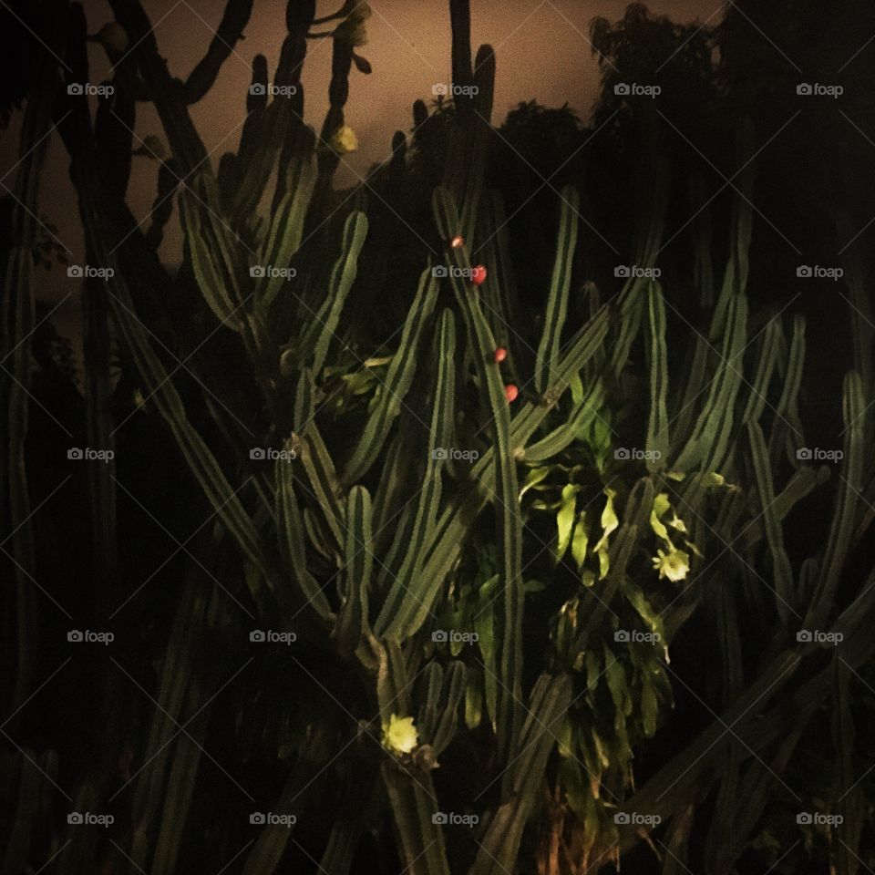 Night with the cactus