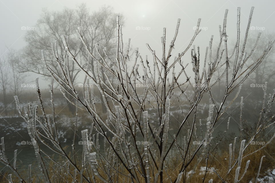 winter, frost, ice, blurred background, frozen drop, icicle, iced tree, ice on a branch,