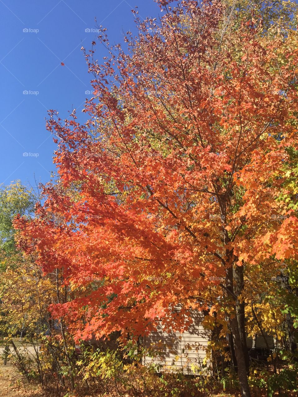 Beautiful Trees in Fall Colors 