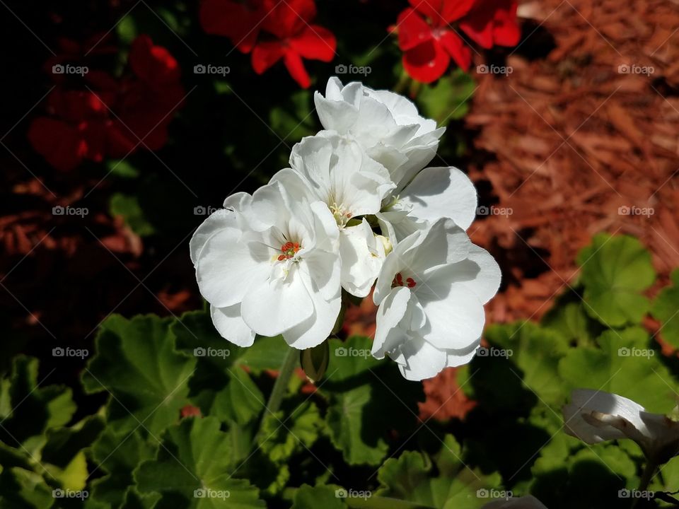 White geranium flower.