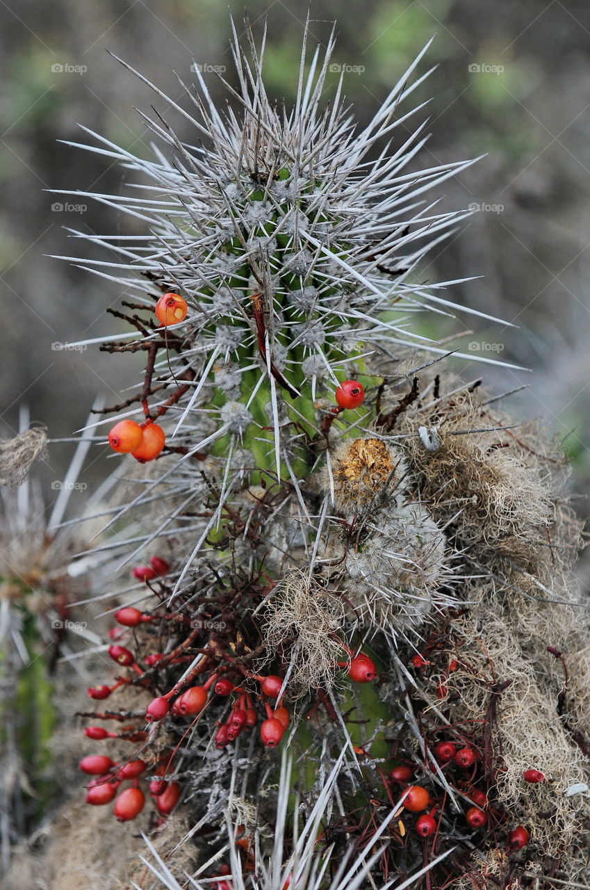 Cactus Flower.