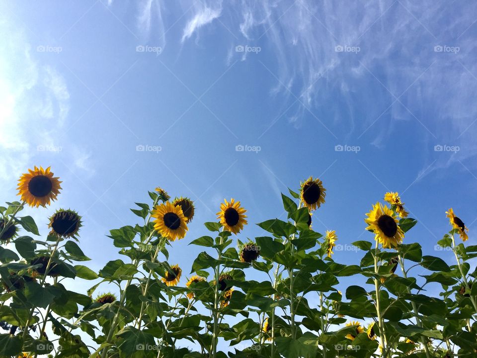 Sunflowers in the sky