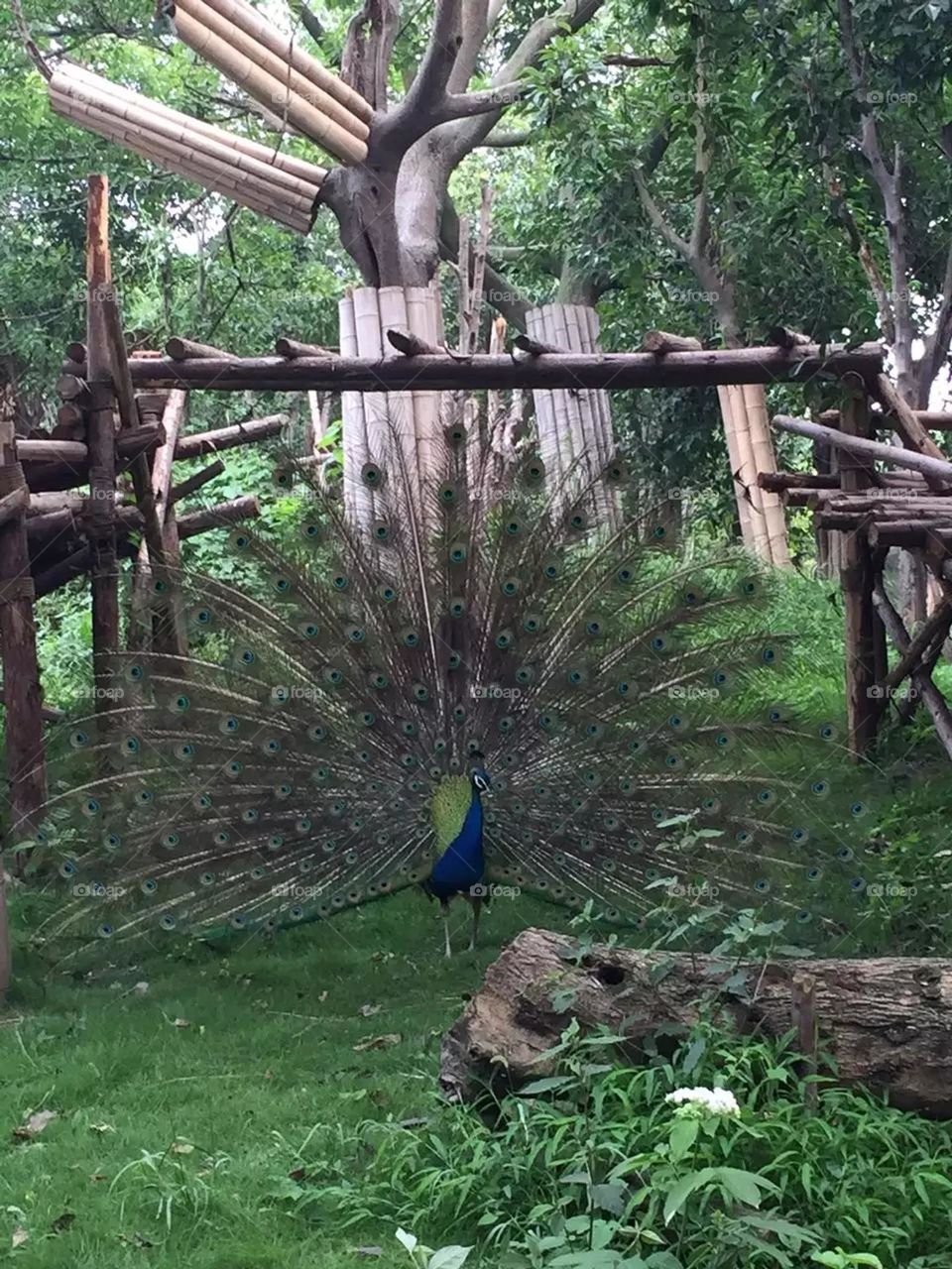 Peacock Open