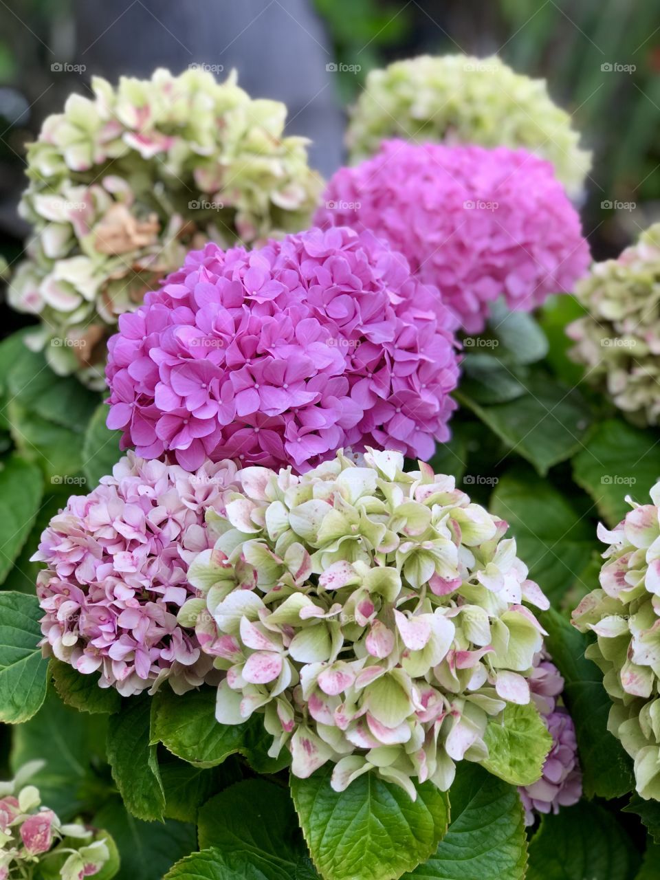 Beautiful Mother Nature Foap Mission! Unique and Colorful Hydrangeas In Full Bloom!