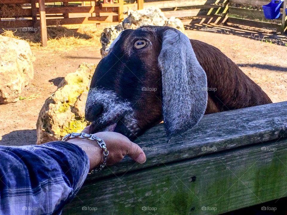 Feeding billy goat 