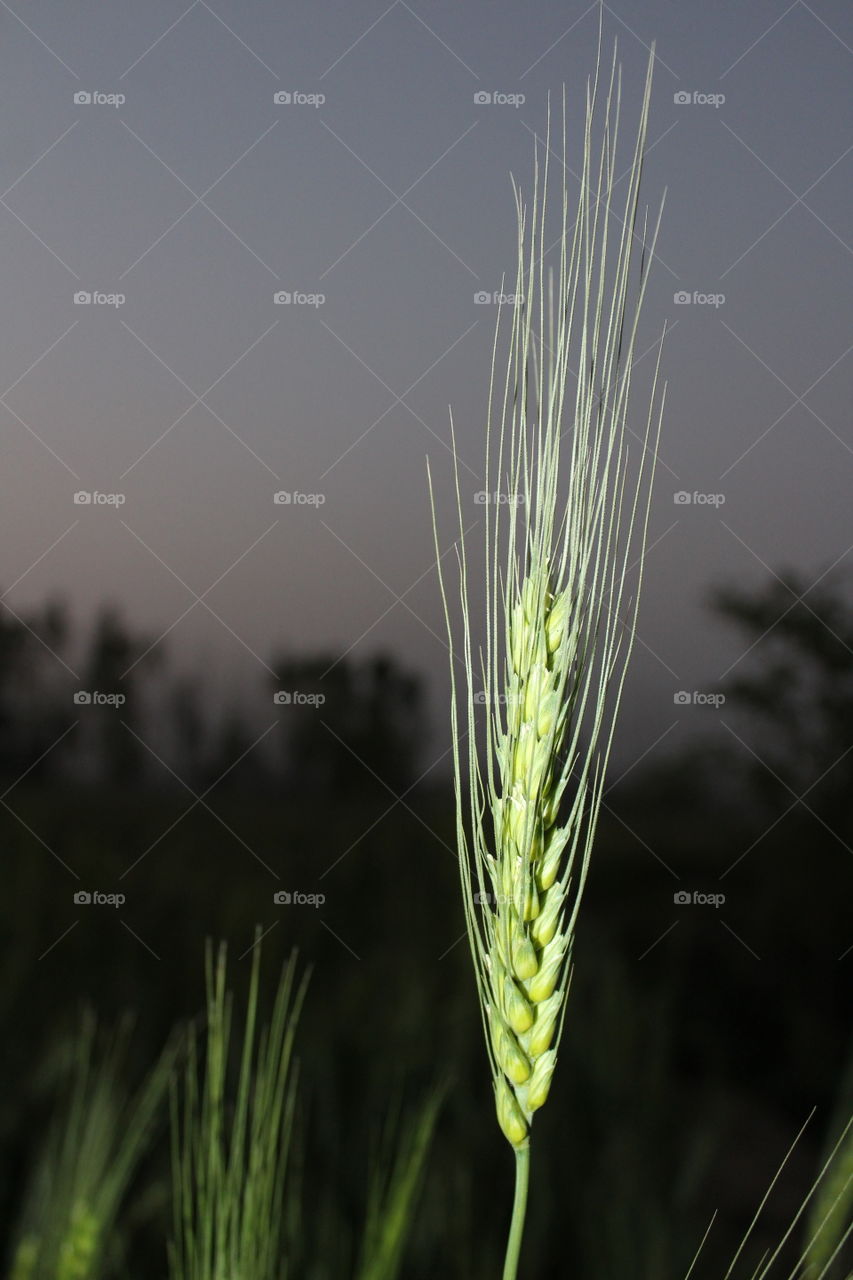 wheat...this is power of human body