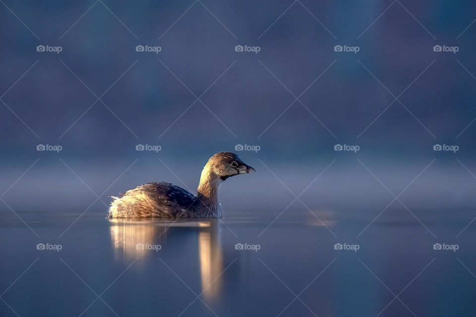 A pie-billed grebe peacefully drifts by in the early morning light. 