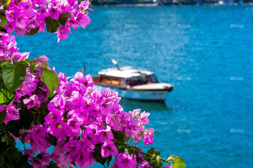 beautiful flower and a ship, mediterranean sea