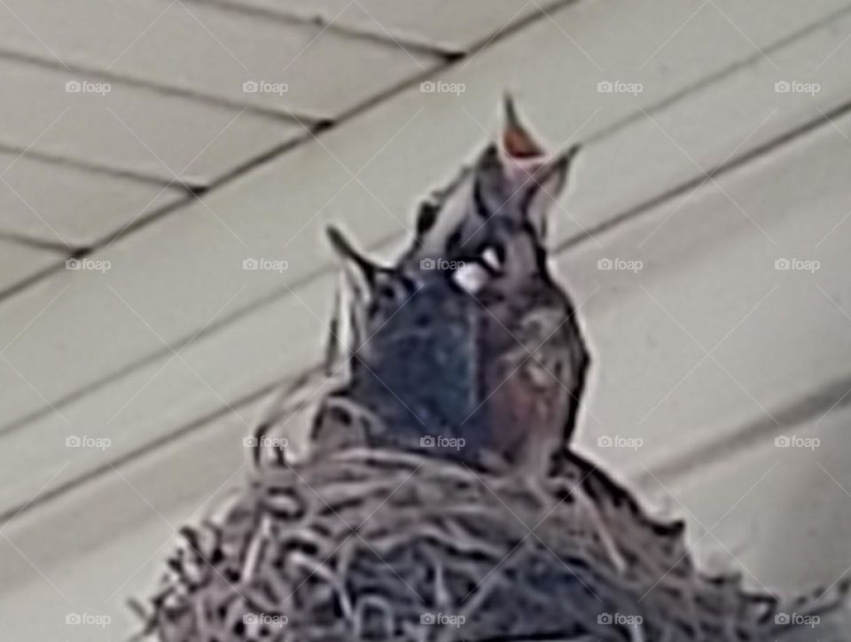 hungry baby robins in nest