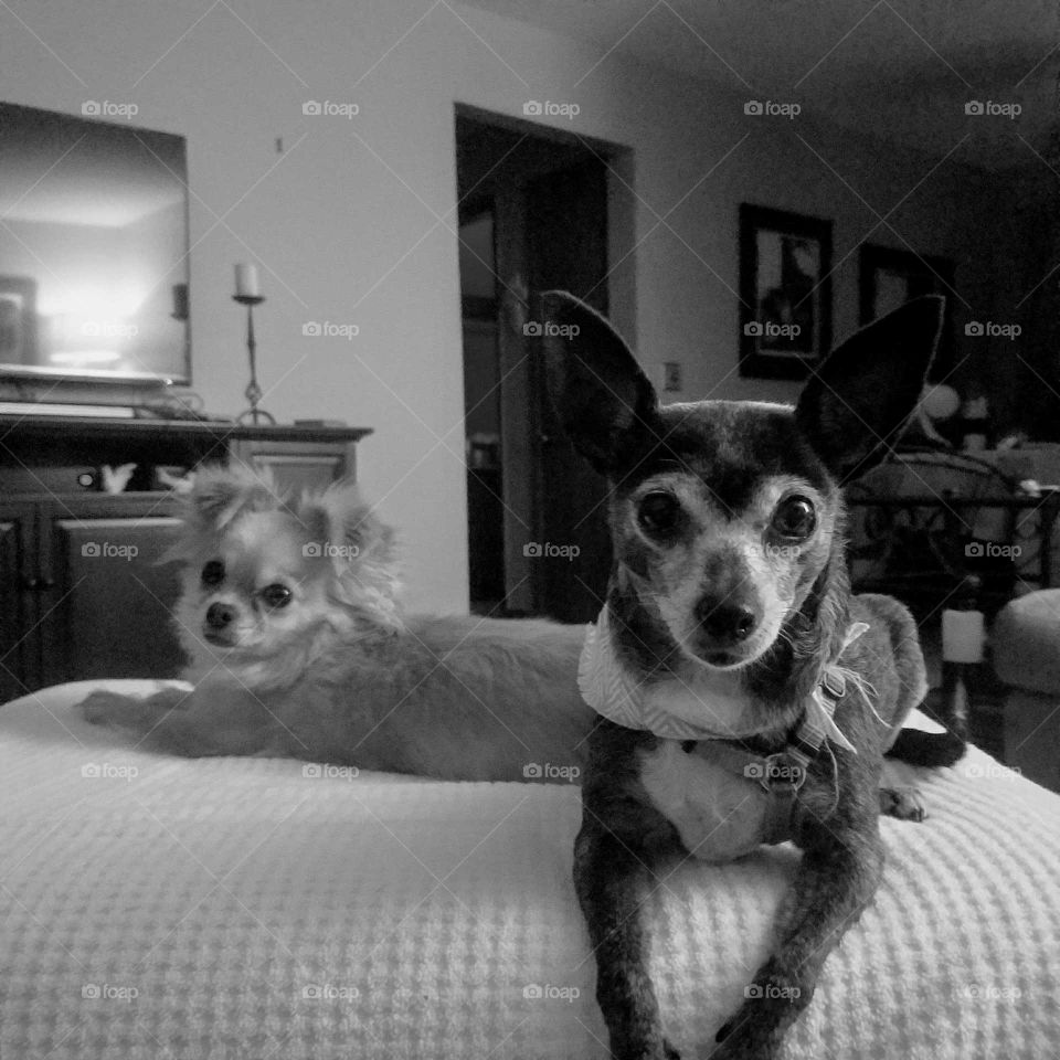 Two Chihuahua dogs staring in to the camera black and white