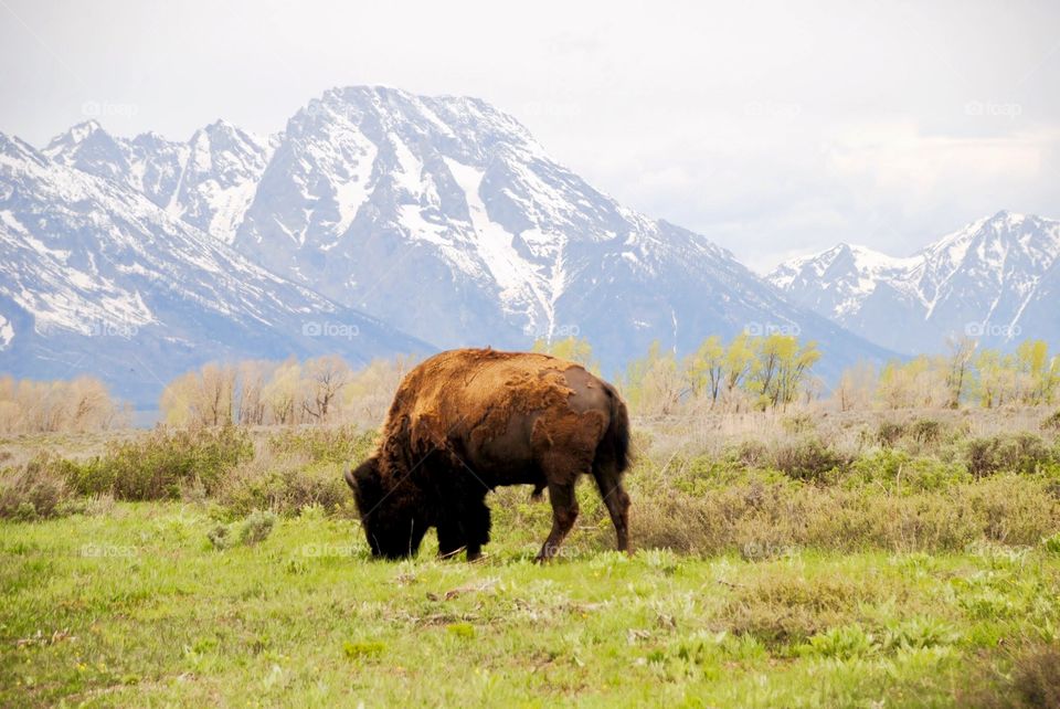 Wyoming Wildlife - Buffalo