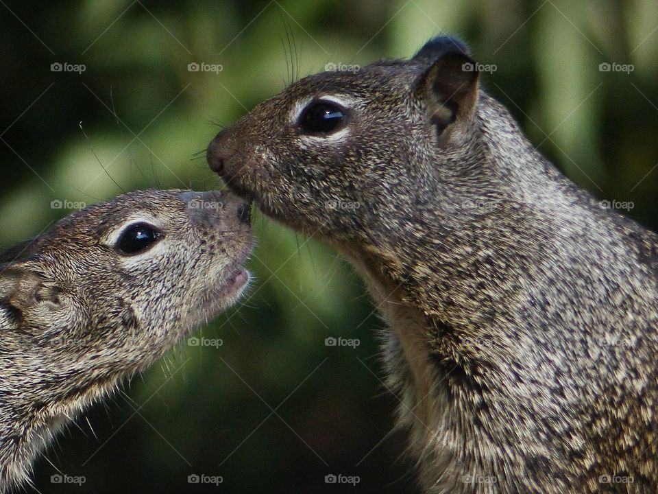 Squirrel mother and child 