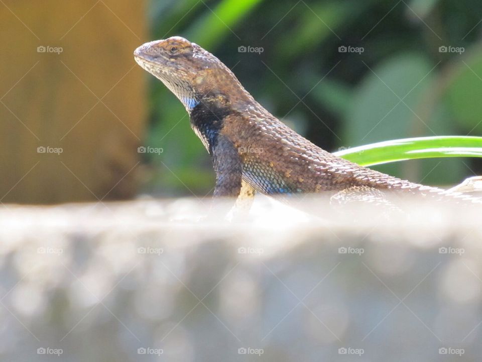 Lizard on wall