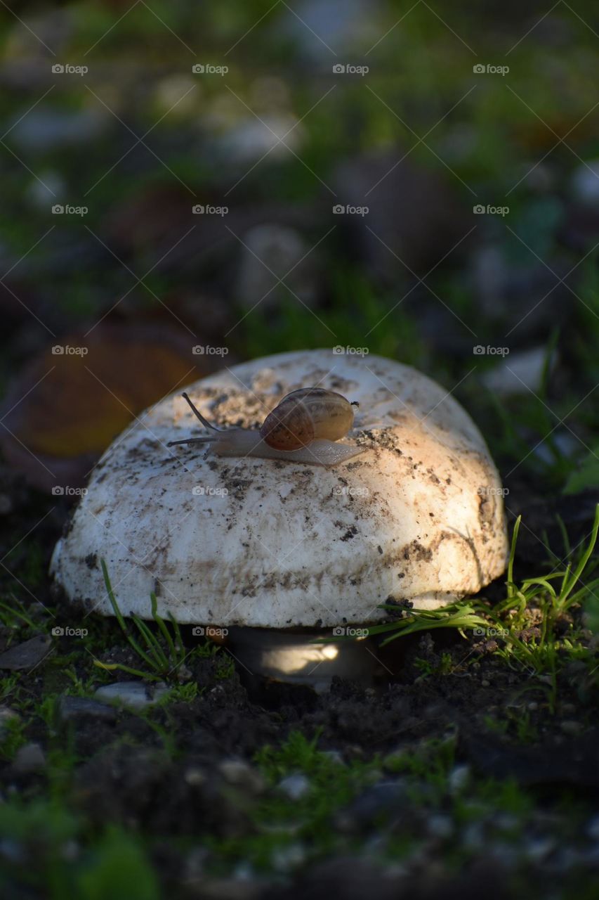 mushroom and snail seen from ground to up