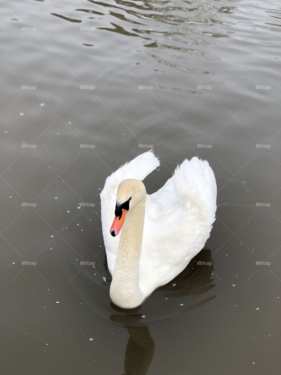 Swan