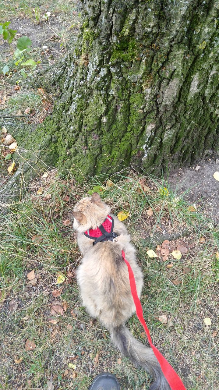 A fluffy tri-colored kitten walking in a park with red harness and leash