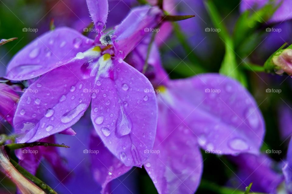 Lobelia Flowers. Lobelia flowers after the rain.