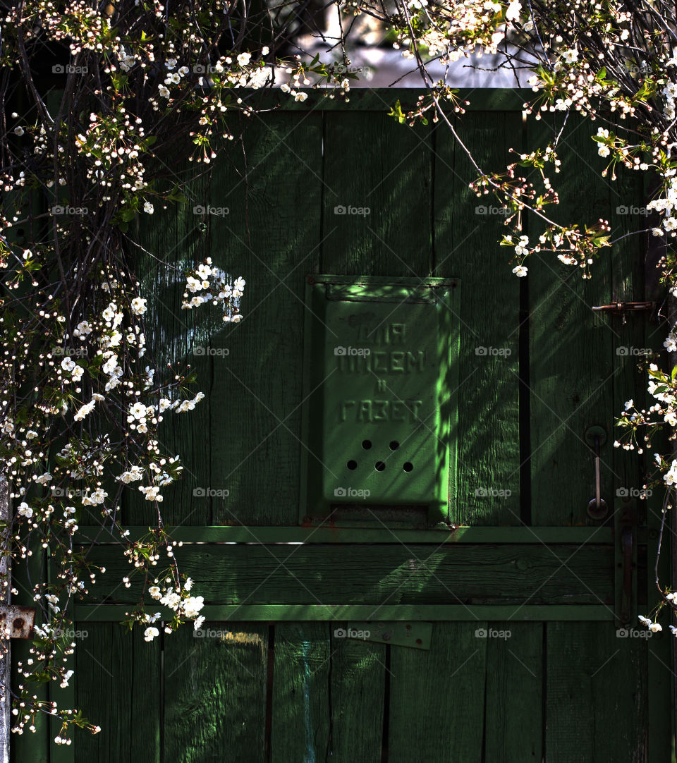 spring flower,vintage door and blooming tree