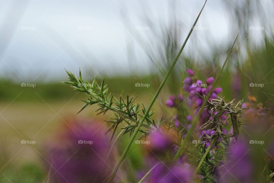 purple flowers macro