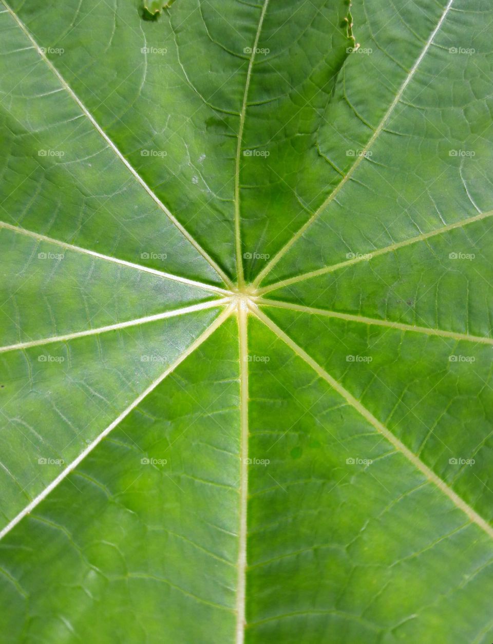 web veins like green leaf design with white like spider in the middle - this natural form pattern rare in nature