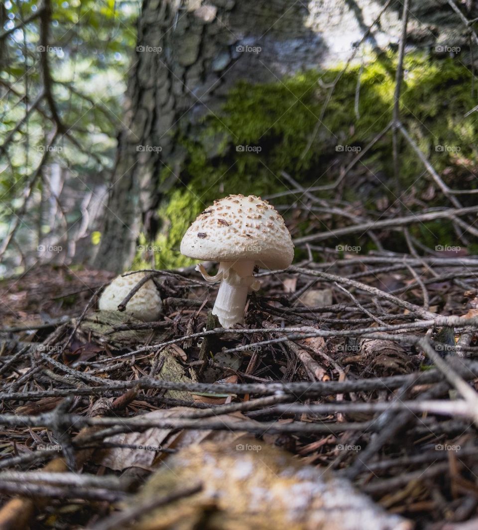 Mushroom