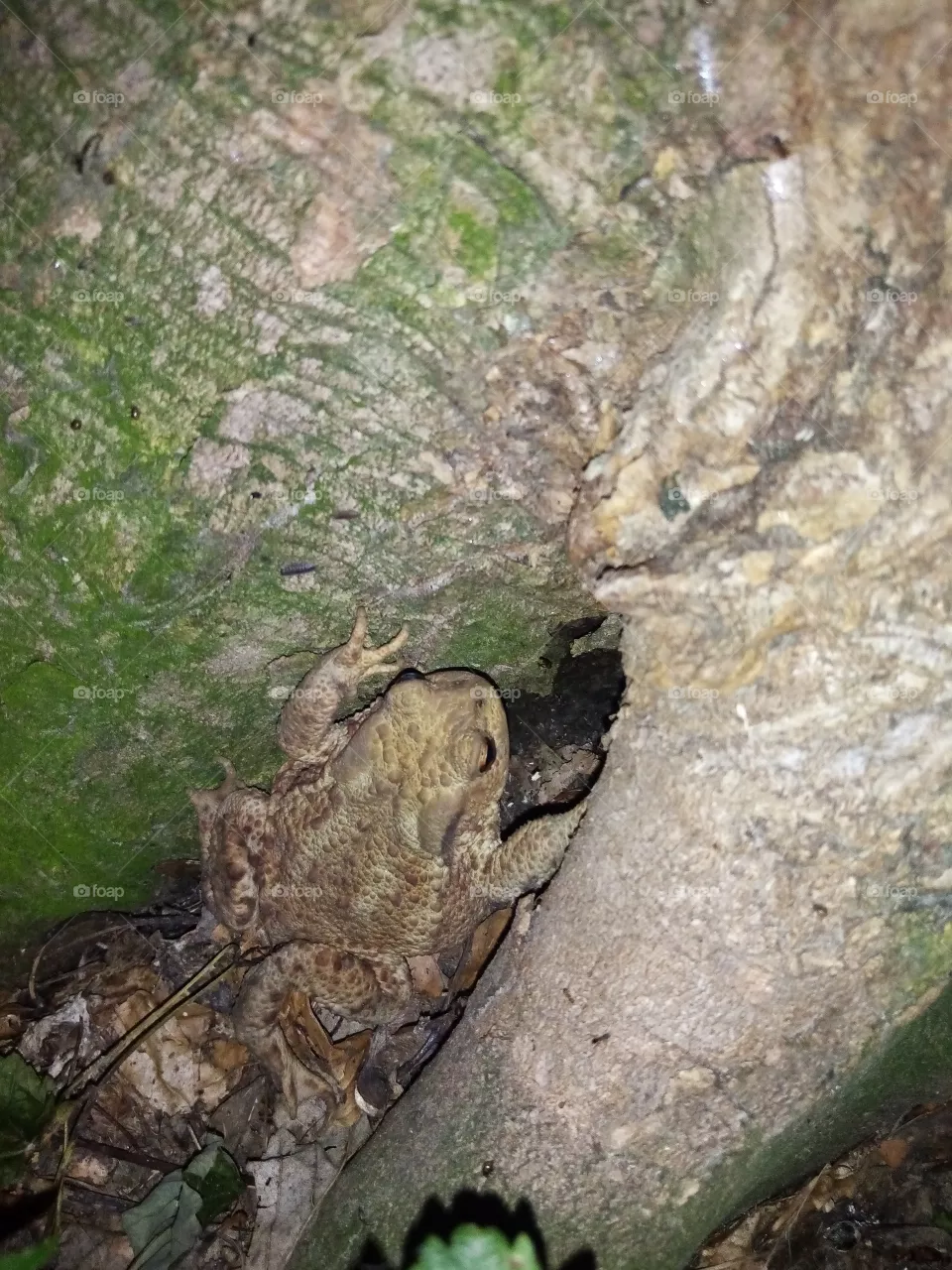 Frosch