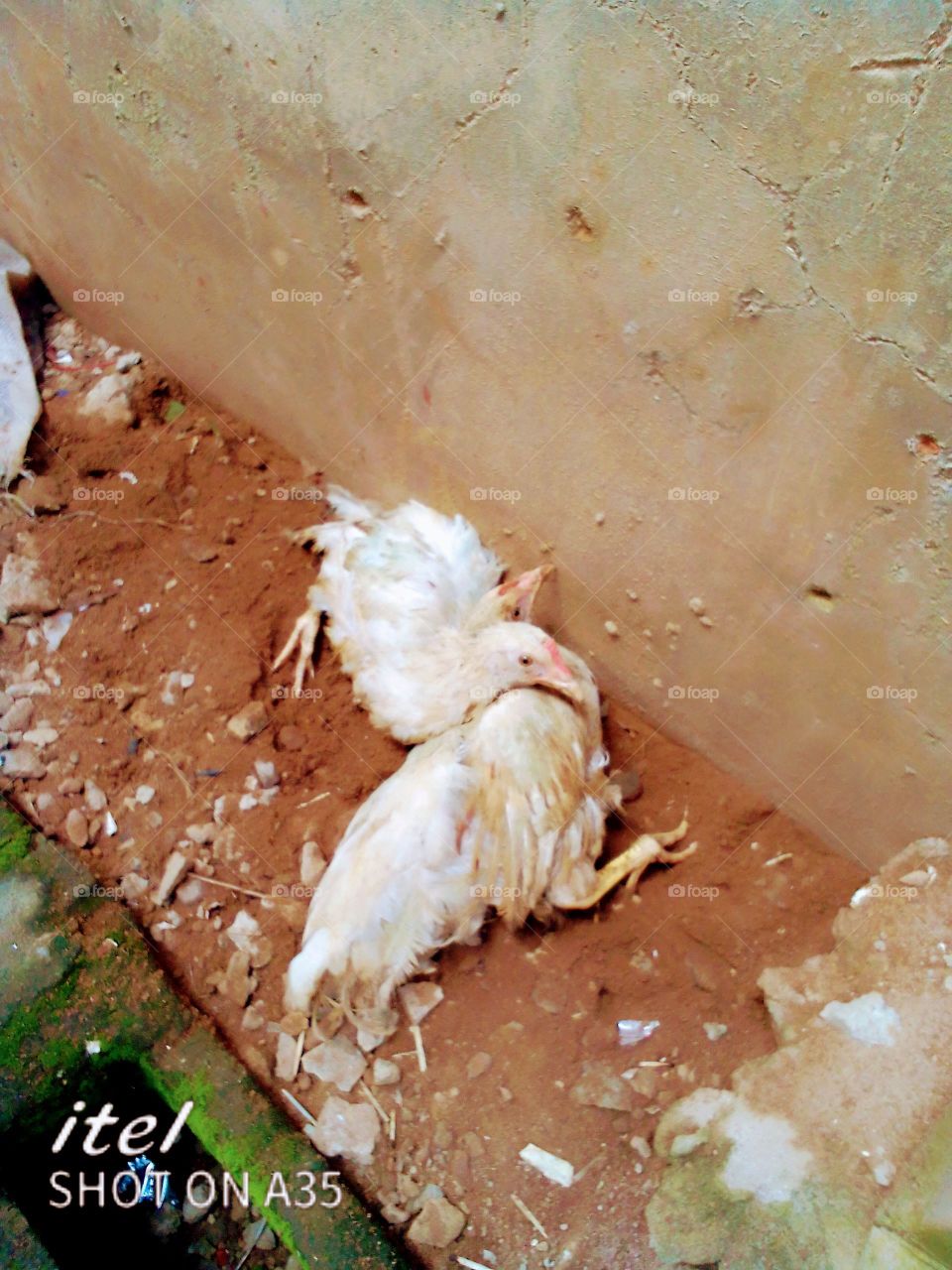 two chicks playing love