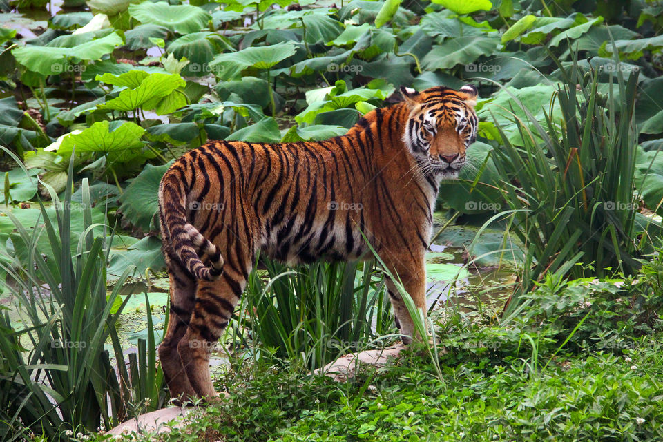 tiger at the waterside in wild animal zoo china