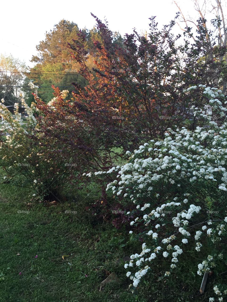 Spirea bushes mixed with other colorful bushes in my yard.