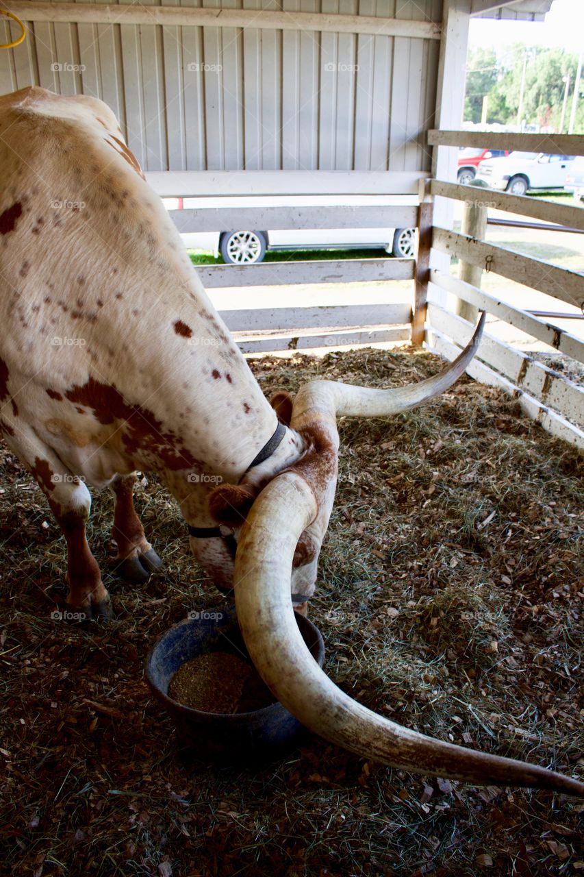A Texas longhorn in an open-air cattle barn with head bent down, showing an impressive set of horns