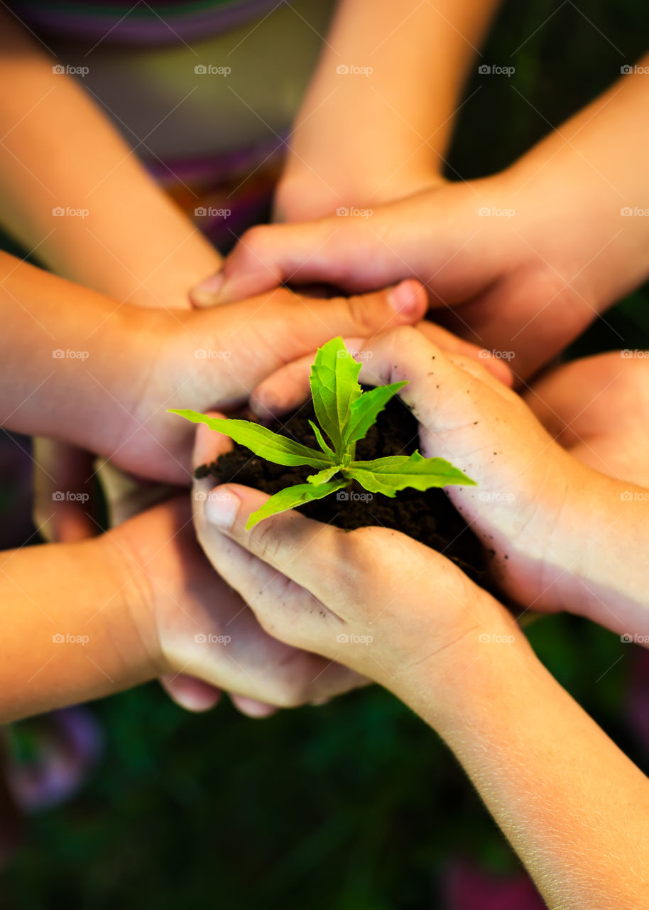 First things of Spring. sprout in children's hands