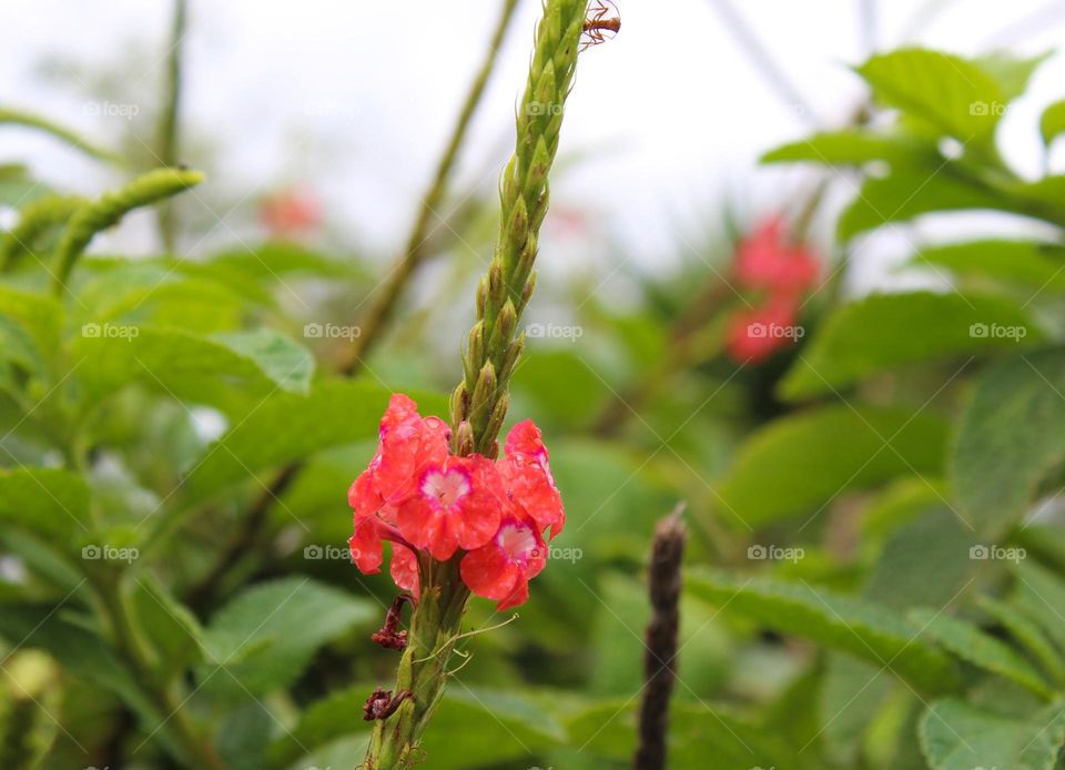 Stachytarpheta urticfolia (verbena family). A beautiful orange flower and medical plant.  tropical flowers